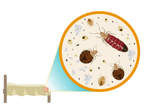 bed bugs and mites